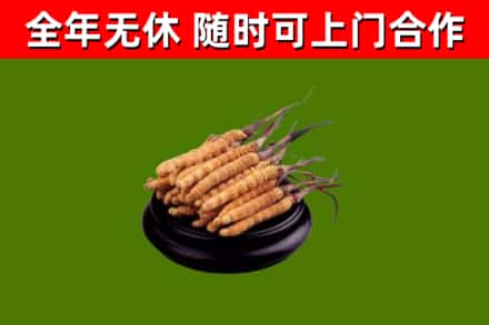 台山市烟酒回收冬虫夏草.jpg