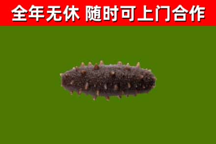 台山市烟酒回收干海参.jpg